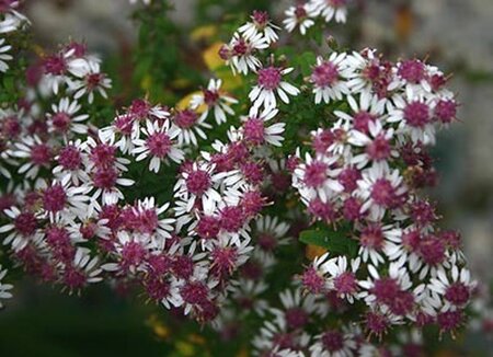 Aster l. 'Prince' geen maat specificatie 0,55L/P9cm - afbeelding 4