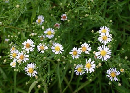 Aster (U) 'Monte Cassino' geen maat specificatie 0,55L/P9cm - afbeelding 3