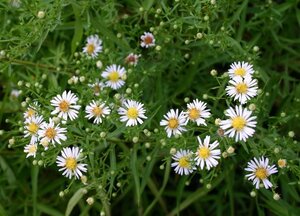 Aster (U) 'Monte Cassino' geen maat specificatie 0,55L/P9cm - afbeelding 3