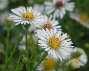 Aster (U) 'Monte Cassino' geen maat specificatie 0,55L/P9cm - afbeelding 4