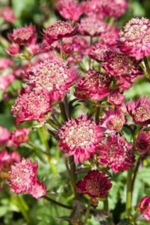 Astrantia 'Moulin Rouge' geen maat specificatie 0,55L/P9cm - afbeelding 1
