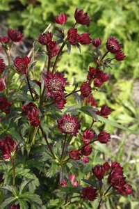 Astrantia 'Moulin Rouge' geen maat specificatie 0,55L/P9cm - afbeelding 3