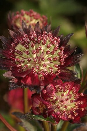 Astrantia 'Moulin Rouge' geen maat specificatie 0,55L/P9cm - afbeelding 4
