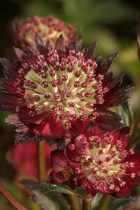 Astrantia 'Moulin Rouge' geen maat specificatie 0,55L/P9cm - afbeelding 4