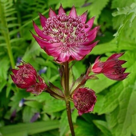 Astrantia maj. 'Ruby Wedding' geen maat specificatie 0,55L/P9cm - afbeelding 1
