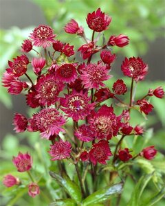Astrantia maj. 'Ruby Wedding' geen maat specificatie 0,55L/P9cm - afbeelding 2