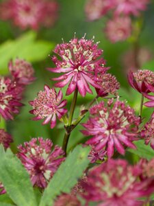 Astrantia maj. 'Ruby Wedding' geen maat specificatie 0,55L/P9cm - afbeelding 3
