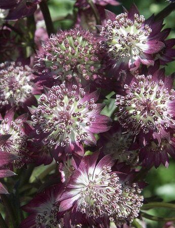 Astrantia maj. 'Star of Beauty' geen maat specificatie 0,55L/P9cm - afbeelding 1