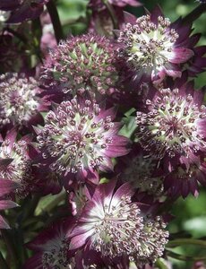 Astrantia maj. 'Star of Beauty' geen maat specificatie 0,55L/P9cm - afbeelding 1
