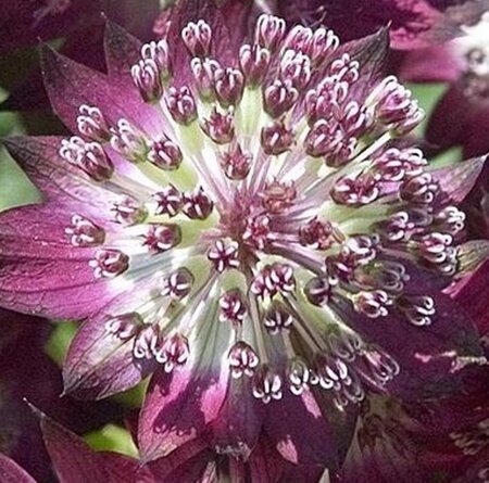 Astrantia maj. 'Star of Beauty' geen maat specificatie 0,55L/P9cm - afbeelding 2