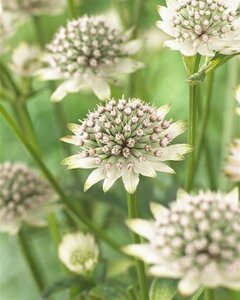 Astrantia maj. 'Star of Billion' geen maat specificatie 0,55L/P9cm - afbeelding 2