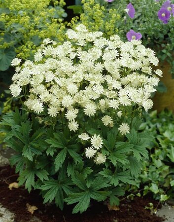 Astrantia maj. 'Snow Star' geen maat specificatie 0,55L/P9cm - afbeelding 3