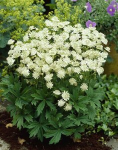 Astrantia maj. 'Snow Star' geen maat specificatie 0,55L/P9cm - afbeelding 3