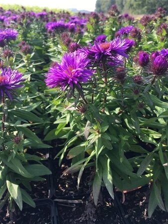 Aster n.-a. 'Purple Dome' geen maat specificatie 0,55L/P9cm - afbeelding 3