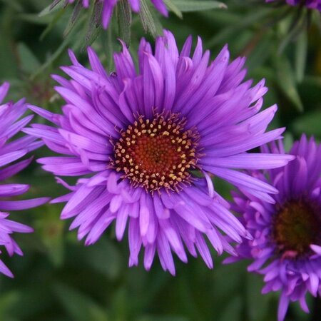 Aster n.-a. 'Purple Dome' geen maat specificatie 0,55L/P9cm - afbeelding 6