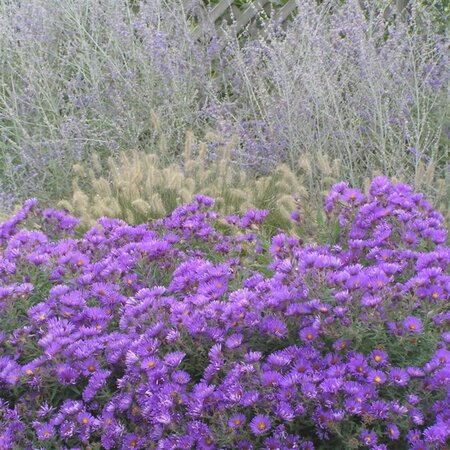 Aster n.-a. 'Purple Dome' geen maat specificatie 0,55L/P9cm - afbeelding 10