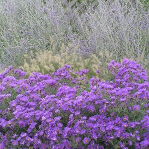 Aster n.-a. 'Purple Dome' geen maat specificatie 0,55L/P9cm - afbeelding 10