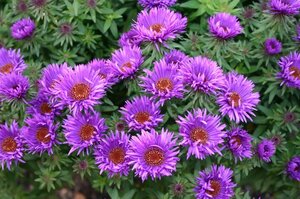 Aster n.-a. 'Purple Dome' geen maat specificatie 0,55L/P9cm - afbeelding 9