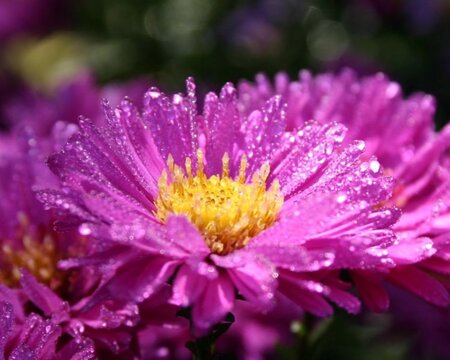 Aster n.-b. 'Karminkuppel' geen maat specificatie 0,55L/P9cm - afbeelding 3