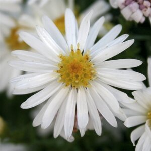 Aster (D) 'Niobe' geen maat specificatie 0,55L/P9cm - afbeelding 1