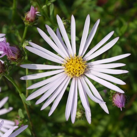 Aster pyrenaeus 'Lutetia' geen maat specificatie 0,55L/P9cm - afbeelding 2