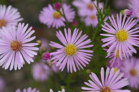 Aster 'Pink Star' geen maat specificatie 0,55L/P9cm - afbeelding 2