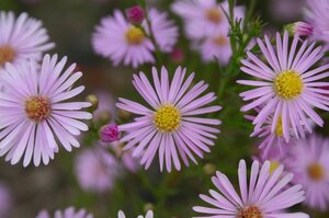 Aster 'Pink Star' geen maat specificatie 0,55L/P9cm - afbeelding 2