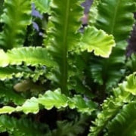 Asplenium scol. 'Angustatum' geen maat specificatie 0,55L/P9cm - afbeelding 1