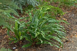 Asplenium scol. 'Angustatum' geen maat specificatie 0,55L/P9cm - afbeelding 2