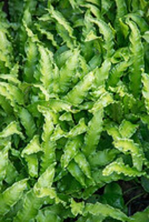 Asplenium scol. 'Cristatum' geen maat specificatie 0,55L/P9cm - afbeelding 2