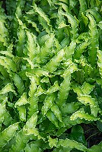 Asplenium scol. 'Cristatum' geen maat specificatie 0,55L/P9cm - afbeelding 2