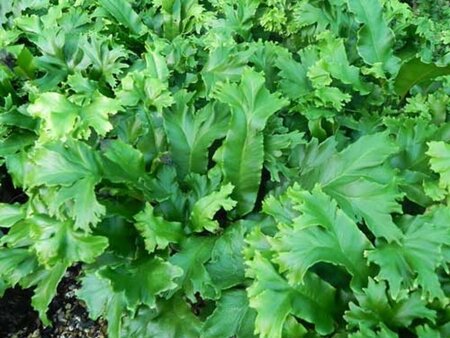 Asplenium scol. 'Cristatum' geen maat specificatie 0,55L/P9cm - afbeelding 3