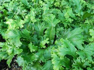 Asplenium scol. 'Cristatum' geen maat specificatie 0,55L/P9cm - afbeelding 3