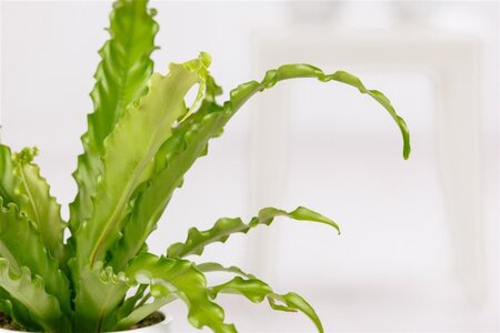 Asplenium scol. 'Cristatum' geen maat specificatie 0,55L/P9cm - afbeelding 1