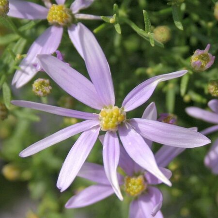 Aster sedifolius 'Nanus' geen maat specificatie 0,55L/P9cm - afbeelding 1