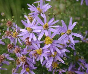 Aster sedifolius 'Nanus' geen maat specificatie 0,55L/P9cm - afbeelding 4