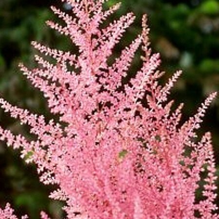 Astilbe (J) 'Europa' geen maat specificatie 0,55L/P9cm - afbeelding 2