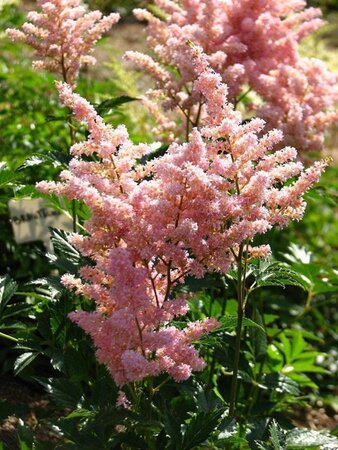 Astilbe (J) 'Europa' geen maat specificatie 0,55L/P9cm - afbeelding 1