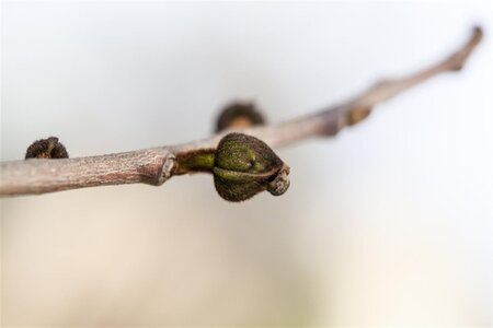 Asimina triloba 6-8 Hoogstam container - afbeelding 2