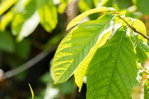Asimina triloba geen maat specificatie cont. 5,0L