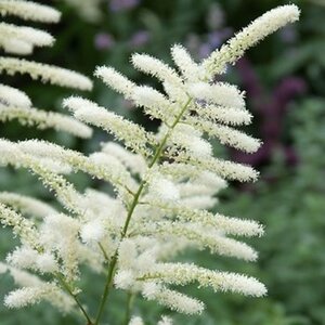Astilbe (J) 'Washington' geen maat specificatie 0,55L/P9cm - afbeelding 3