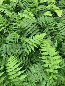 Athyrium f.-f. 'Rotstiel' geen maat specificatie 0,55L/P9cm - afbeelding 1