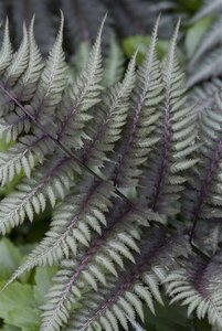 Athyrium niponicum 'Metallicum' geen maat specificatie 0,55L/P9cm