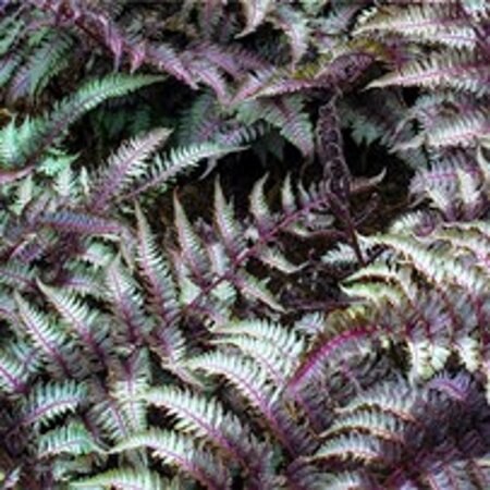 Athyrium niponicum pictum geen maat specificatie 0,55L/P9cm - afbeelding 3