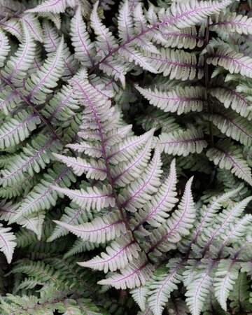 Athyrium niponicum pictum geen maat specificatie 0,55L/P9cm - afbeelding 2