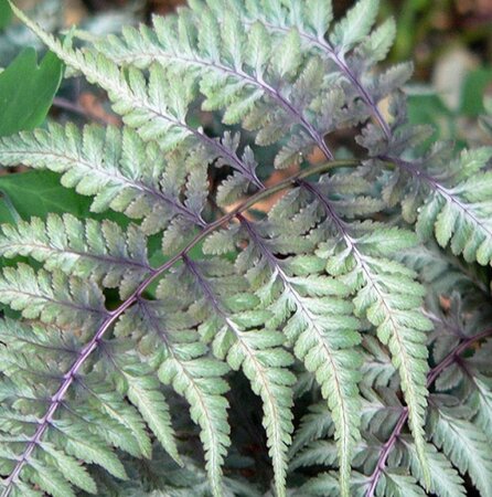 Athyrium niponicum pictum geen maat specificatie 0,55L/P9cm - afbeelding 4