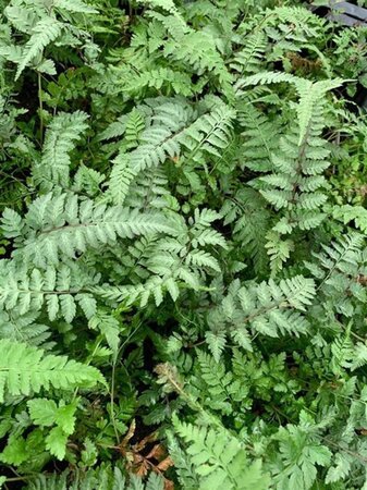 Athyrium niponicum pictum geen maat specificatie 0,55L/P9cm - afbeelding 1