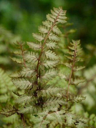 Athyrium niponicum pictum geen maat specificatie 0,55L/P9cm - afbeelding 5
