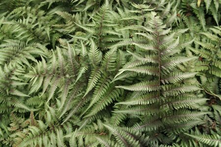 Athyrium niponicum 'Red Beauty' geen maat specificatie 0,55L/P9cm - afbeelding 1