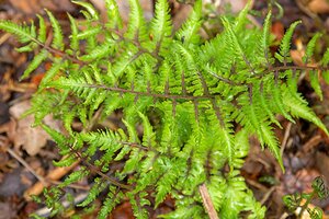 Athyrium niponicum 'Red Beauty' geen maat specificatie 0,55L/P9cm - afbeelding 2